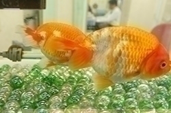 ホームページをリニューアルいたしました。