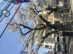 桜満開