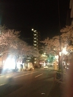 sakura in night