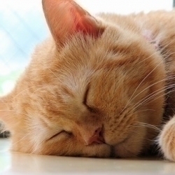 最近寝れてます?