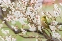 もうすぐ！４月がくる！